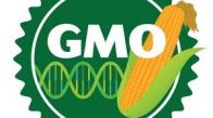 gmo
