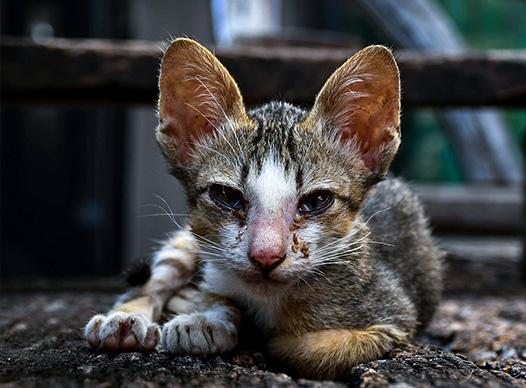 Sad-Hungry-Kitten-Spotlight